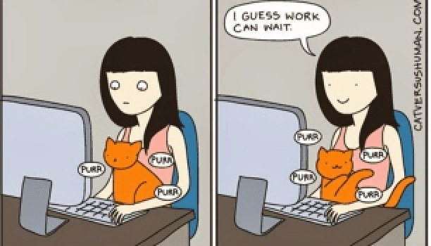 Comics interesantes para ilustrar la vida diaria con un gato