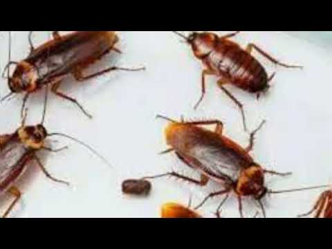 El significado de soñar con cucarachas y hormigas simultáneamente: una exploración onírica en la psicología de los sueños.