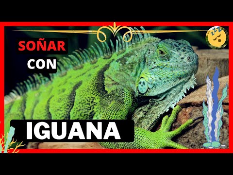 El significado de los sueños con iguanas y serpientes: una visión analítica