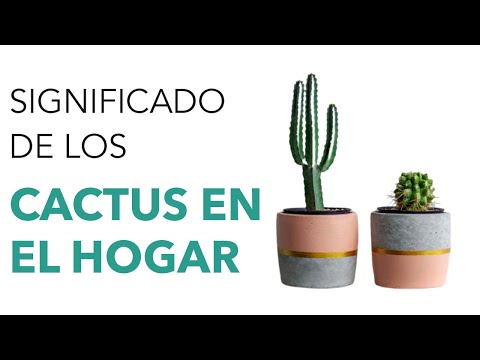 El simbolismo espiritual del cactus: una guía para comprender su significado profundo.