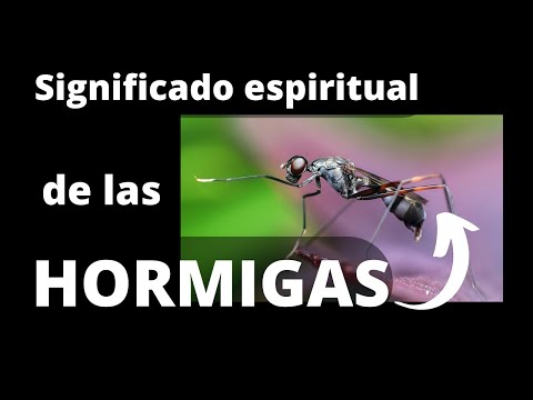 El significado espiritual de las hormigas: una mirada profunda al simbolismo de la naturaleza.