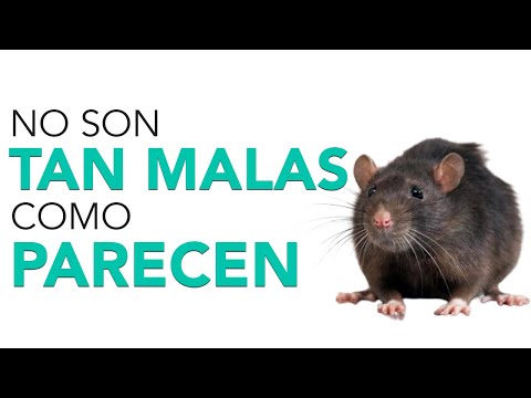 La Rata en los Sueños: Un Análisis del Simbolismo y Significado