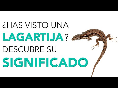 El significado de los sueños con una lagartija muy grande: una guía informativa