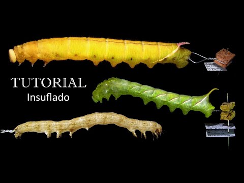 Comprendiendo el fenómeno de la larva de gusano: Un análisis detallado