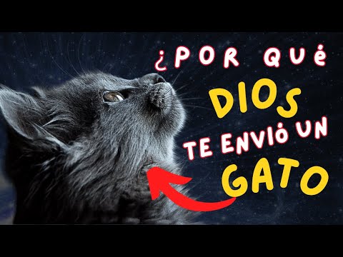 La conexión onírica felina: ¿Los gatos recuerdan sus sueños?