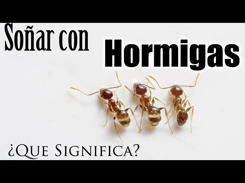 Interpretación de los Sueños: El Significado de las Hormigas en los Sueños